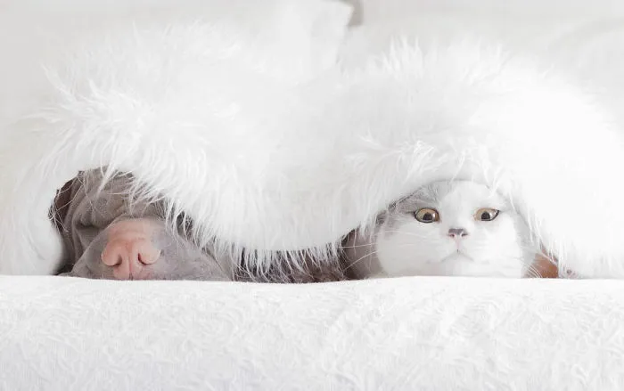 This Shar Pei Is Best Friends With A Cat, And Their Photos Are Just Too Adorable