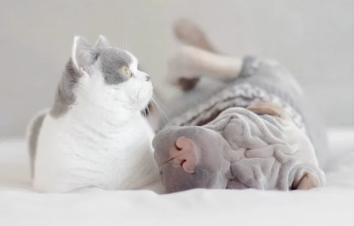 This Shar Pei Is Best Friends With A Cat, And Their Photos Are Just Too Adorable