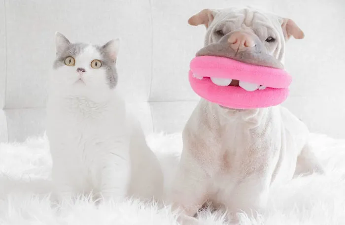 This Shar Pei Is Best Friends With A Cat, And Their Photos Are Just Too Adorable