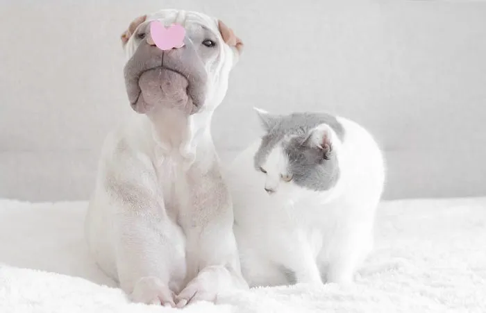 This Shar Pei Is Best Friends With A Cat, And Their Photos Are Just Too Adorable