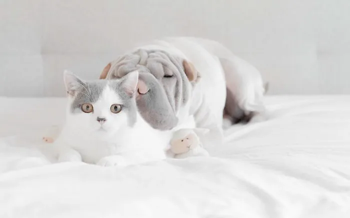 This Shar Pei Is Best Friends With A Cat, And Their Photos Are Just Too Adorable