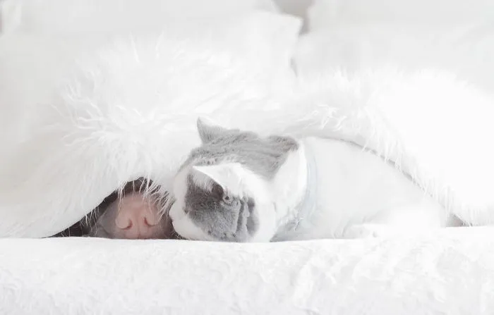 This Shar Pei Is Best Friends With A Cat, And Their Photos Are Just Too Adorable