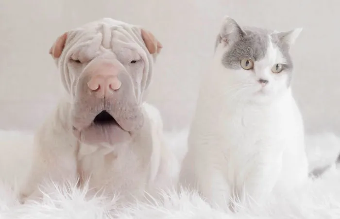 This Shar Pei Is Best Friends With A Cat, And Their Photos Are Just Too Adorable