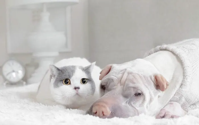 This Shar Pei Is Best Friends With A Cat, And Their Photos Are Just Too Adorable