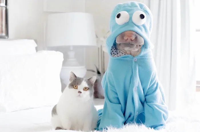 This Shar Pei Is Best Friends With A Cat, And Their Photos Are Just Too Adorable