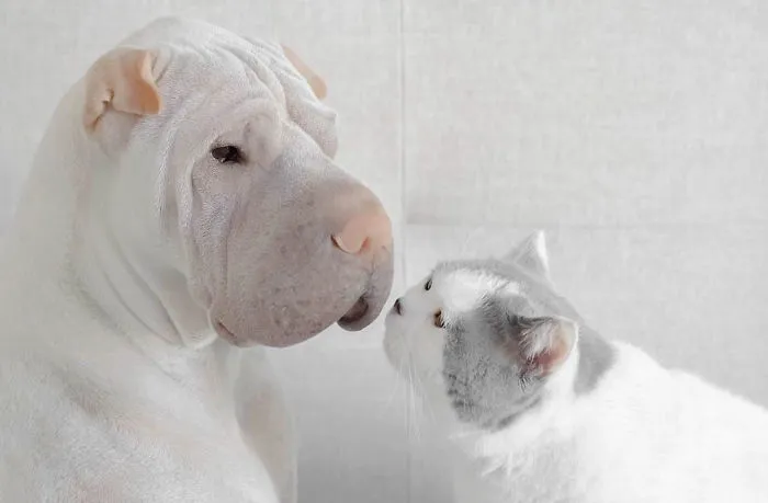 This Shar Pei Is Best Friends With A Cat, And Their Photos Are Just Too Adorable