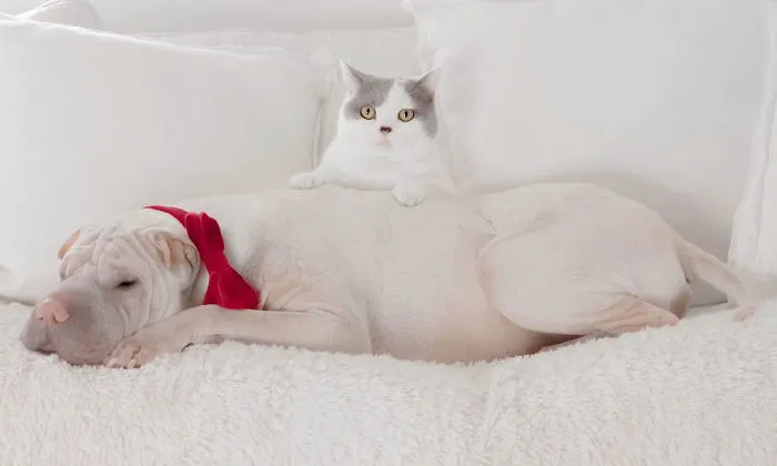 This Shar Pei Is Best Friends With A Cat, And Their Photos Are Just Too Adorable