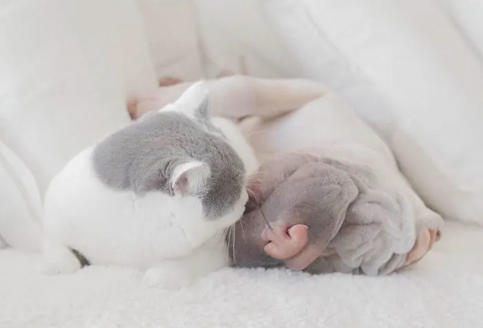 This Shar Pei Is Best Friends With A Cat, And Their Photos Are Just Too Adorable