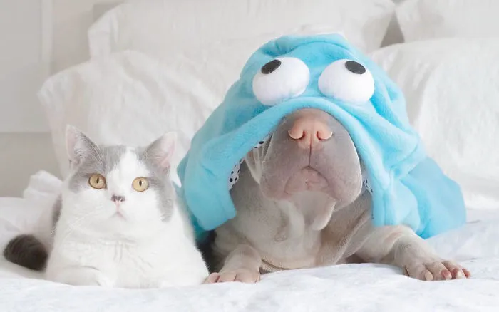 This Shar Pei Is Best Friends With A Cat, And Their Photos Are Just Too Adorable
