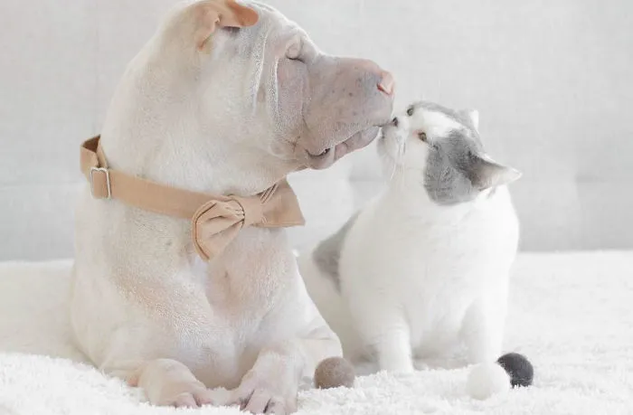This Shar Pei Is Best Friends With A Cat, And Their Photos Are Just Too Adorable