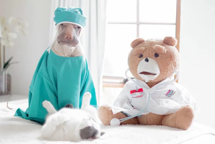 This Shar Pei Is Best Friends With A Cat, And Their Photos Are Just Too Adorable