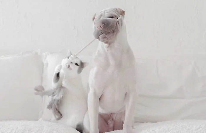 This Shar Pei Is Best Friends With A Cat, And Their Photos Are Just Too Adorable