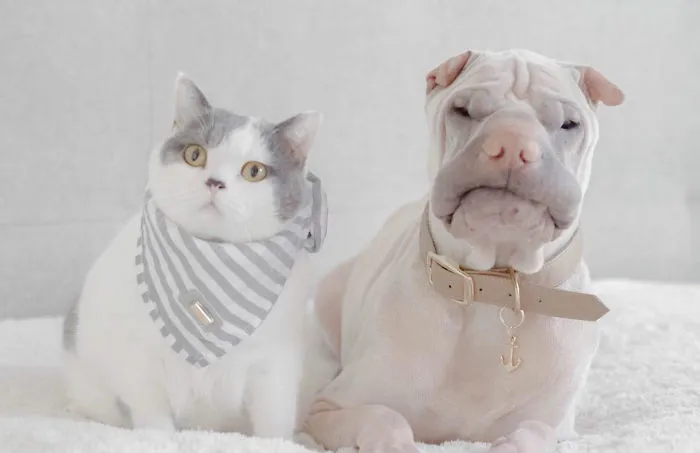 This Shar Pei Is Best Friends With A Cat, And Their Photos Are Just Too Adorable