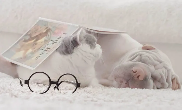 This Shar Pei Is Best Friends With A Cat, And Their Photos Are Just Too Adorable