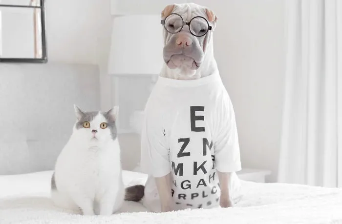 This Shar Pei Is Best Friends With A Cat, And Their Photos Are Just Too Adorable