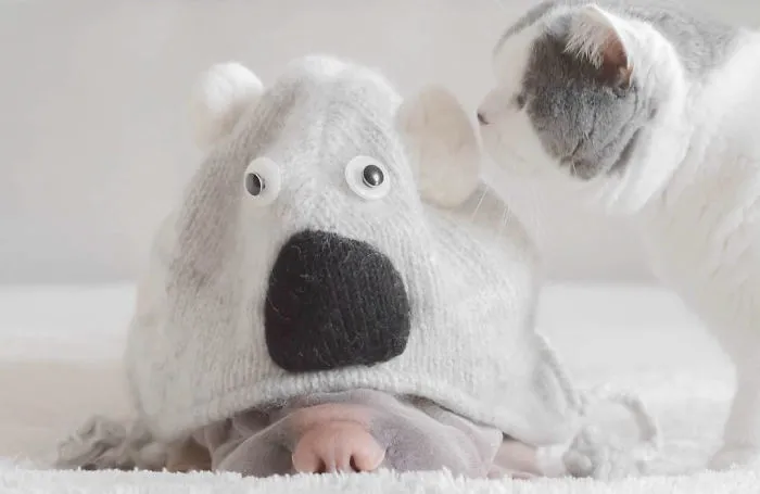 This Shar Pei Is Best Friends With A Cat, And Their Photos Are Just Too Adorable
