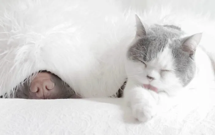 This Shar Pei Is Best Friends With A Cat, And Their Photos Are Just Too Adorable