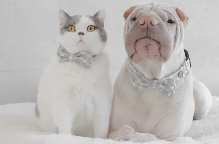 This Shar Pei Is Best Friends With A Cat, And Their Photos Are Just Too Adorable
