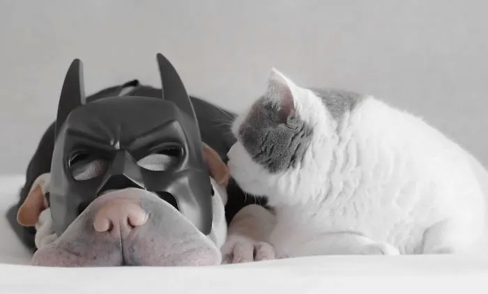This Shar Pei Is Best Friends With A Cat, And Their Photos Are Just Too Adorable