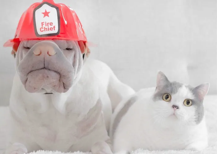 This Shar Pei Is Best Friends With A Cat, And Their Photos Are Just Too Adorable