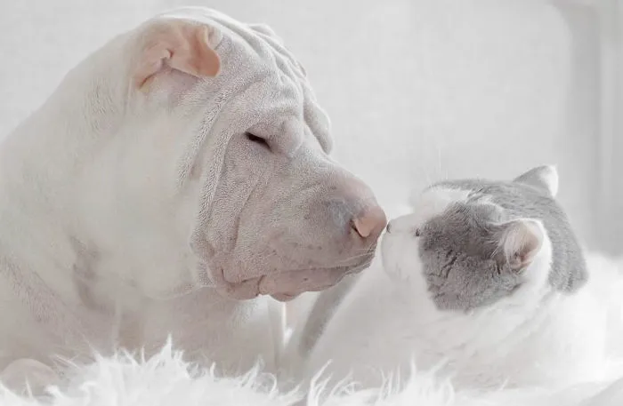 This Shar Pei Is Best Friends With A Cat, And Their Photos Are Just Too Adorable