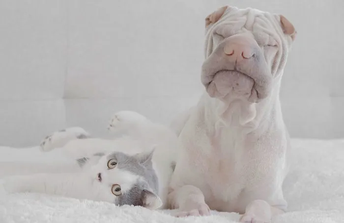 This Shar Pei Is Best Friends With A Cat, And Their Photos Are Just Too Adorable