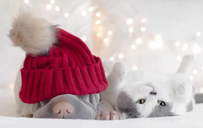 This Shar Pei Is Best Friends With A Cat, And Their Photos Are Just Too Adorable