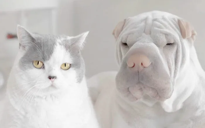 This Shar Pei Is Best Friends With A Cat, And Their Photos Are Just Too Adorable