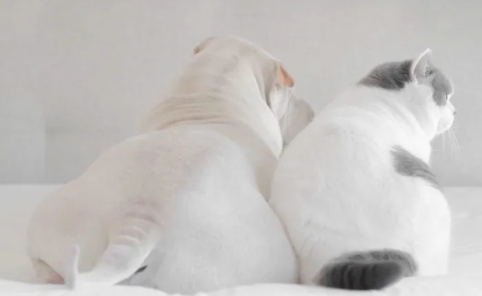 This Shar Pei Is Best Friends With A Cat, And Their Photos Are Just Too Adorable