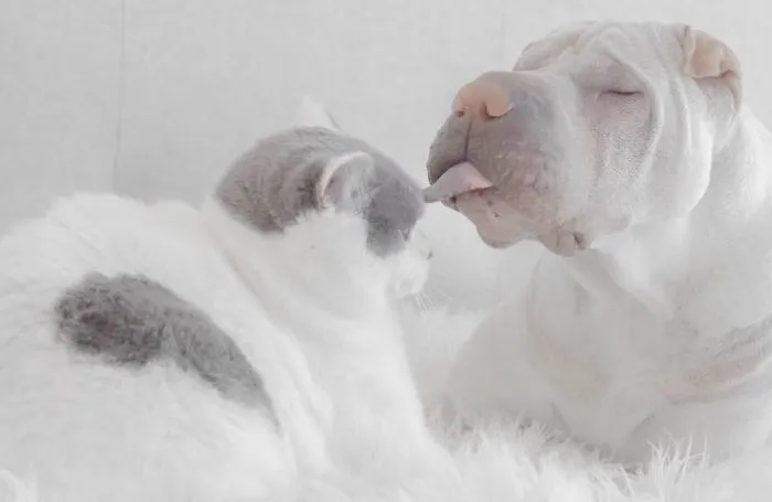 This Shar Pei Is Best Friends With A Cat, And Their Photos Are Just Too Adorable