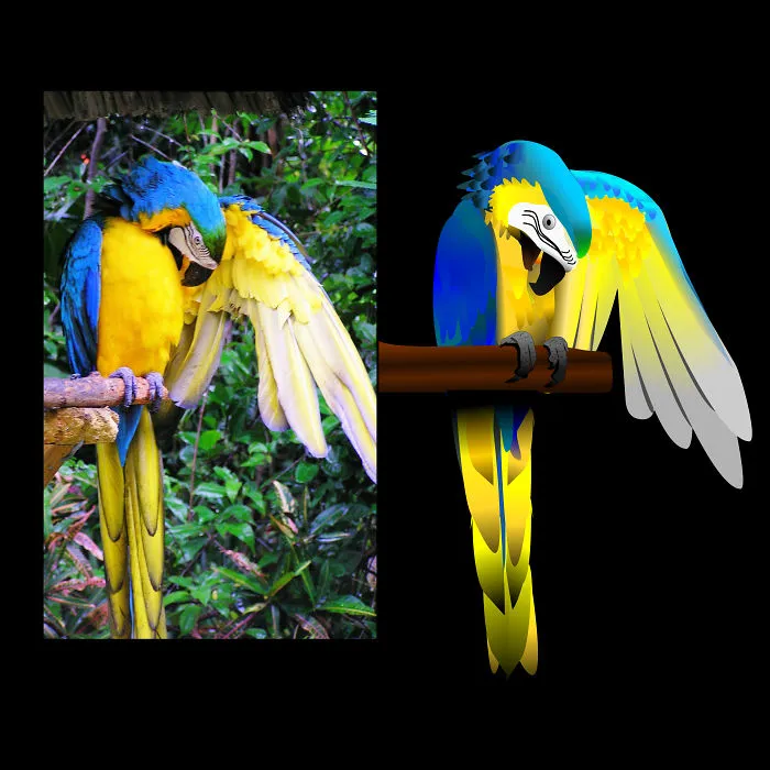 Macaw Parrot Transformation