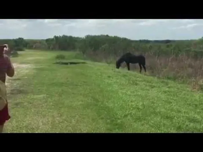 This Scene Of A Horse Attacking An Alligator Will Make You Shiver!