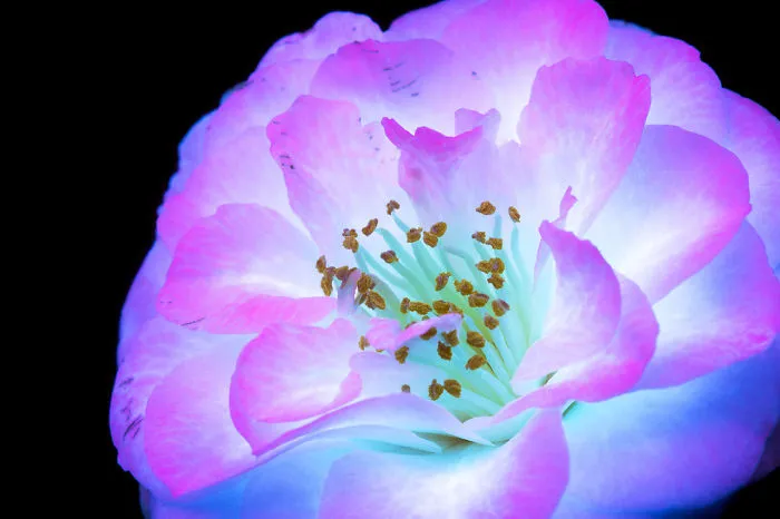 I Photographed The Invisible Light That Plants Emit