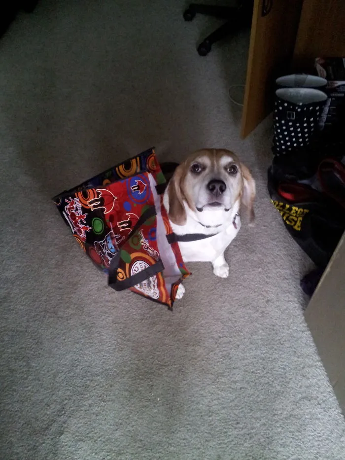 Oh! Hey! I Found That Bag For You!