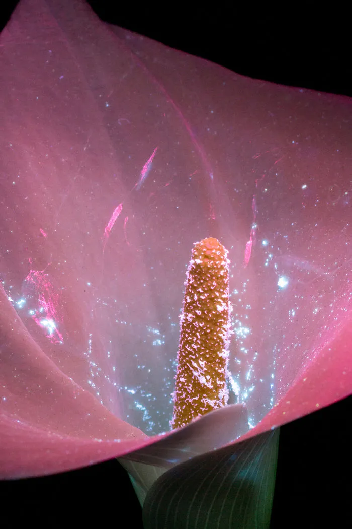 I Photographed The Invisible Light That Plants Emit