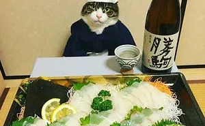 How To Dine The Japanese Way According To This Cute Instagram Cosplay Cat