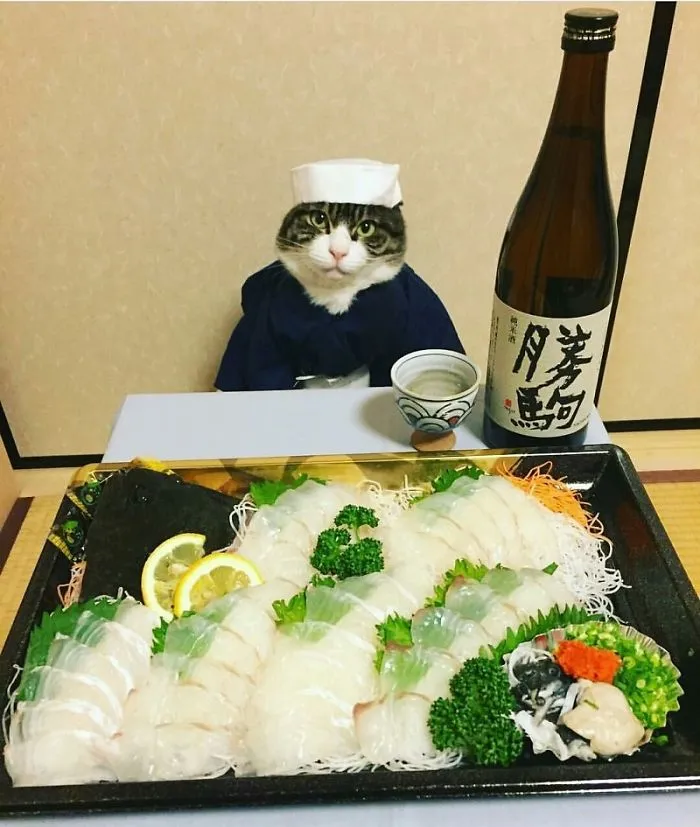 How To Dine The Japanese Way According To This Cute Instagram Cosplay Cat
