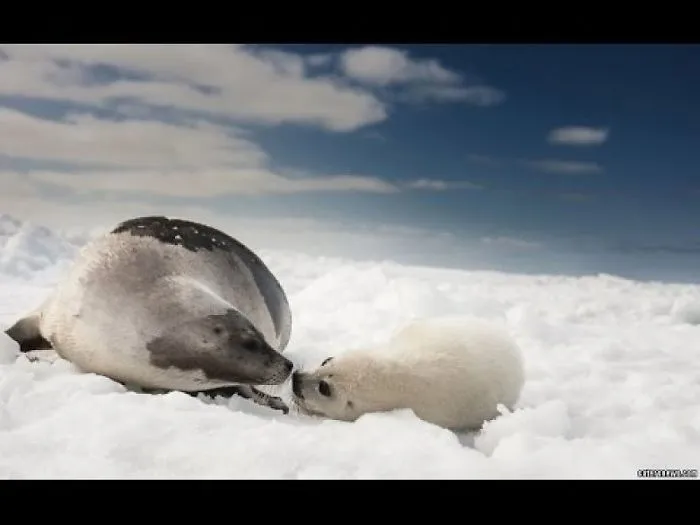 Is It Cold Mum Adorable Moment Baby Seal Tests The Water On First Swimming Lesson With Its Mum