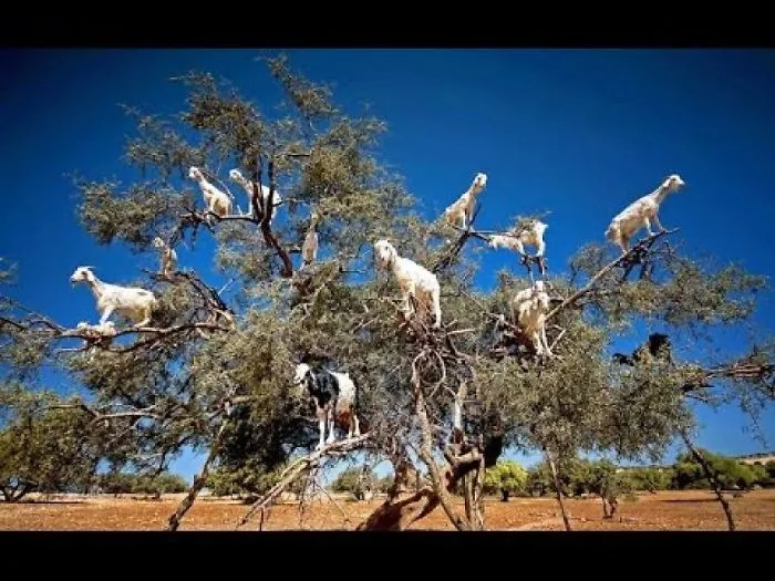 Tree Mendous Agility! Goats Scale The Highest Branches Of This Tree