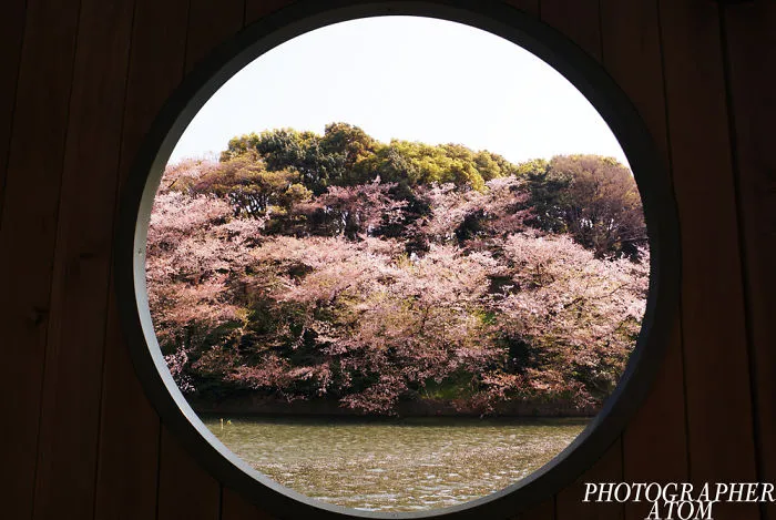 Cherry Blossoms