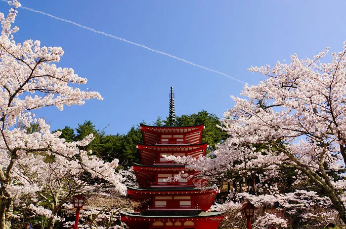 Cherry Blossoms