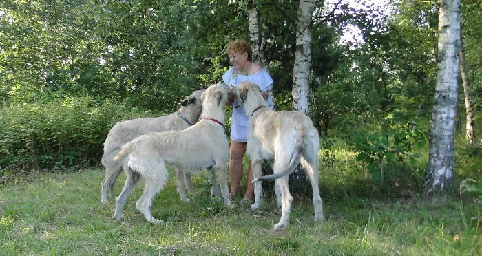 Wolfhound Summer