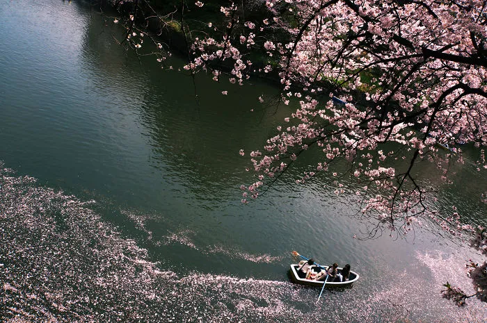 "Hanami"