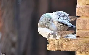 My Backyard Pigeons!