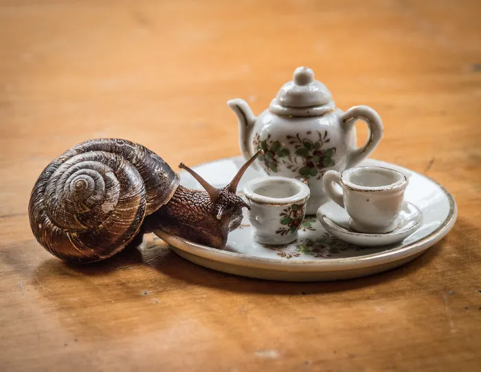 An Unusual Tea Party With My Forest Friends