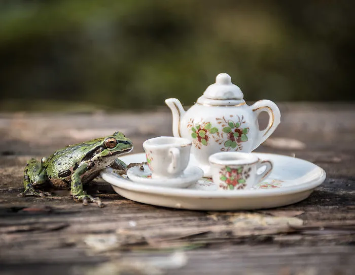 An Unusual Tea Party With My Forest Friends