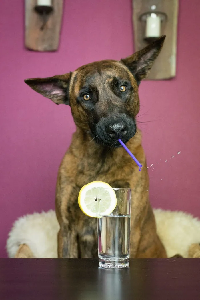 Inuk And The Drink :-D