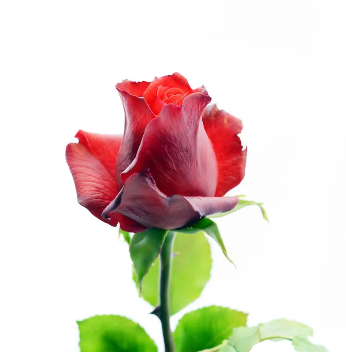 It Is Almost Impossible To Believe But All These Flowers Are Molded From Clay!