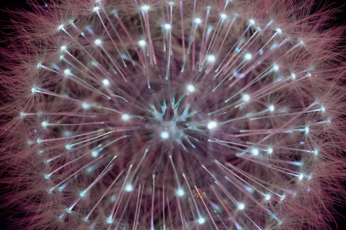 I Photographed The Invisible Light That Plants Emit
