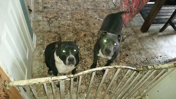 Pittie Mud Parade